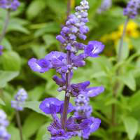 Visuel 1 du produit Sauge Farineuse bleue - Le pack de 6 plants