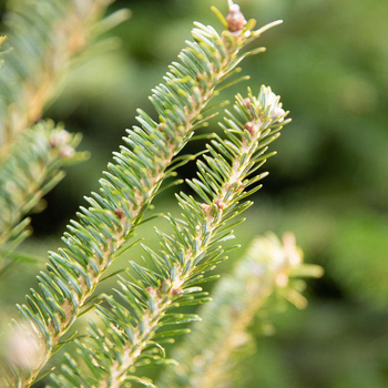 Visuel 1 du produit Sapin de Noël naturel coupé Fraseri - de 150 à 175 cm