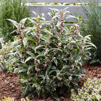 Visuel 1 du produit Sarcococca Winter Gem en pot de 4 L