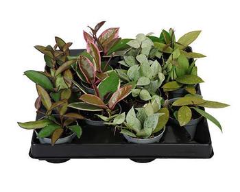 Visuel 1 du produit Hoya mix. Le pot de Ø 6 x H 15 cm