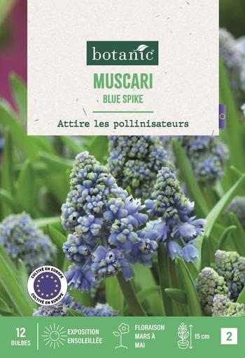 Visuel 1 du produit Muscari blue spike X12