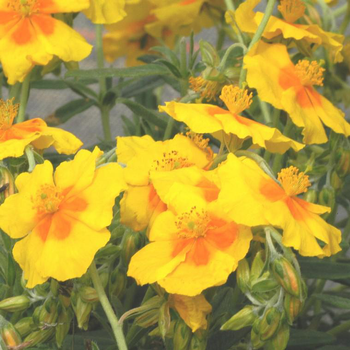 Visuel 1 du produit Hélianthème ben fhada jaune en pot de 2 L