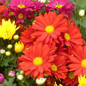 Visuel 1 du produit Mini chrysanthème ou marguerite d’automne - Le pot de Ø 9-12 cm