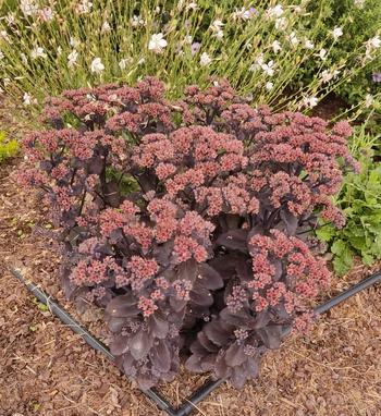 Visuel 1 du produit Sédum ‘Back in Black’ - Le pot de 2 litres