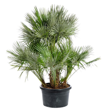 Visuel 1 du produit Chamaerops humilis. Le pot de 100 litres