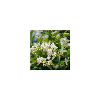 Visuel 1 du produit Ligustrum Jonandrum