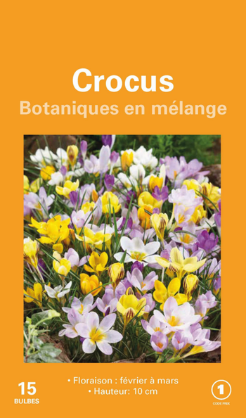 Visuel 1 du produit Crocus en mélange botanic® - 15 bulbes