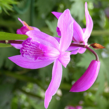 Visuel 1 du produit Bletilla Striata - Le pot de 2 litres