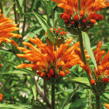 Visuel 1 du produit Queue de lion - Le pot de 9 x 9 cm