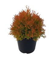 Visuel 1 du produit Thuya Occidentalis Fire Chief Congabe 30/40. Le pot de 5 litres