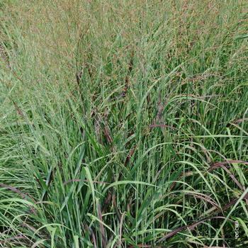 Visuel 1 du produit Panicum Virgatum Shenandoah - Le bac carré