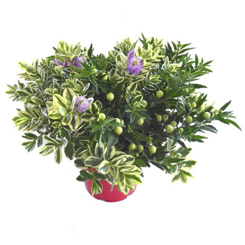 Visuel 1 du produit Melange Veronique/Solanum - Le pot de 19 cm