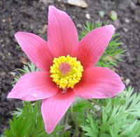 Visuel 1 du produit Pulsatilla Vulgaris - Le pot de 1 litre