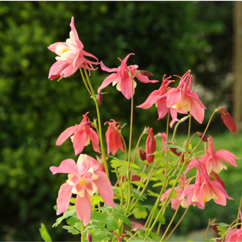 Visuel 1 du produit Ancolie spring magic multicolore en pot de 2 L