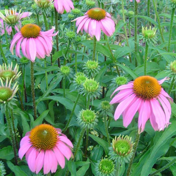 Visuel 1 du produit Rudbeckia - Le pot de 3 litres
