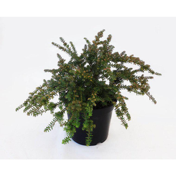 Visuel 1 du produit Podocarpus Lawrencei Blue Gem (Podocarpe montagnard) 40/50 en pot de 5 L vert