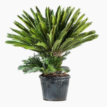 Visuel 1 du produit Cycas Revoluta. Le pot de 70 litres