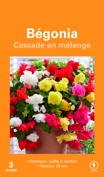 Visuel 1 du produit Bulbes de fleurs Bégonia Cascade en mélange botanic® – 3 bulbes