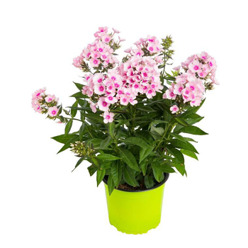 Visuel 1 du produit Phlox Paniculata Rose - Le pot de 9 x 9 cm