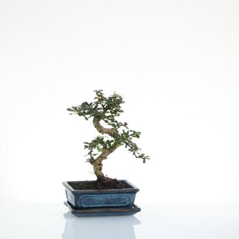 Visuel 1 du produit Bonsaï Carmona botanic® taille 4,2. Le pot