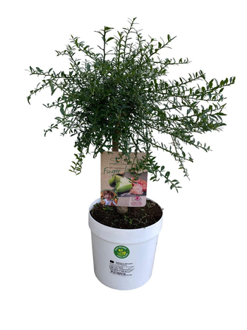 Visuel 1 du produit Citronnier Caviar coloris jaune - 5 L