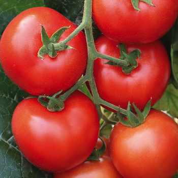 Visuel 1 du produit Plant Greffe Tomate Ronde En Grappe Giolice Bio. Le pot de 1 litre