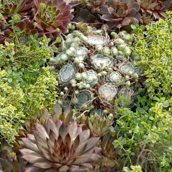 Visuel 1 du produit Jovivbarba - Le pot de 0,5 litre