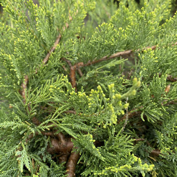 Visuel 1 du produit Genévrier sabine Rockery Gem. Le pot de 2 litres, 20/25 cm