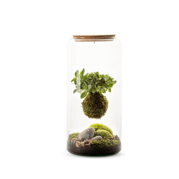 Visuel 1 du produit Terrarium autonome botanic® Mia Kokeda Ma Fitto suspendu - Taille L Ø 19 cm H 40 cm