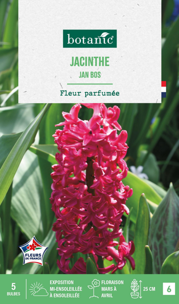 Visuel 1 du produit Jacinthe jan bos botanic® - 5 bulbes