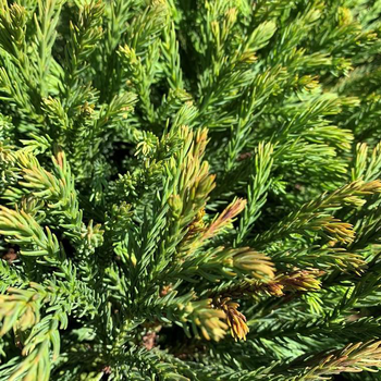 Visuel 1 du produit Cèdre du Japon Globosa Nana 40/50. Le pot de 5 litres