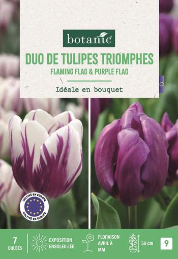 Visuel 1 du produit Bulbes de fleurs Tulipe triomphe duo violet et violet blanc botanic® - 7 bulbes