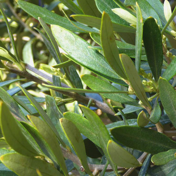 Visuel 1 du produit Olivier vert ou Olea. Le pot de 45 litres