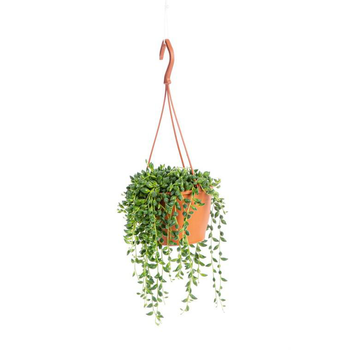 Visuel 1 du produit Senecio Rowleyanus suspension Ø16xH30 cm