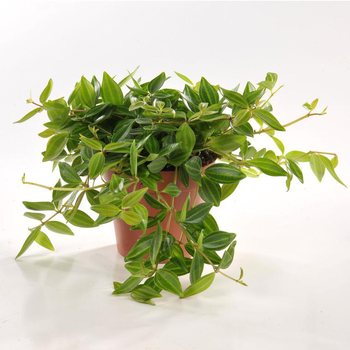 Visuel 1 du produit Peperomia angulata en pot Ø 12cm