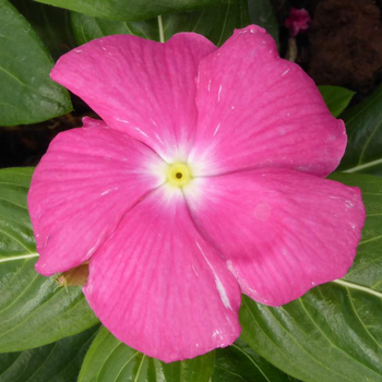 Visuel 1 du produit Pervenche de Madagascar - La coupe de 20 cm