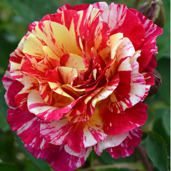 Visuel 1 du produit Rosier Maurice Utrillo® Delstavo coloris rose