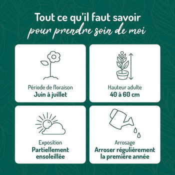 Visuel 2 du produit Potentille Rose - Le pot de 9 x 9 cm