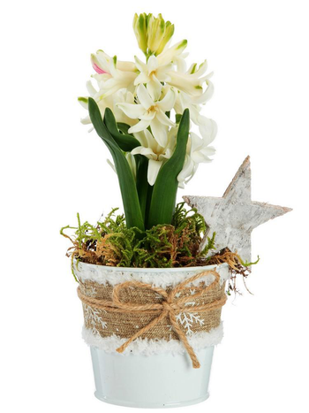 Visuel 1 du produit Jacinthe x 1 pot zinc blanc textile - Ø 8 cm