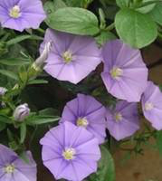 Visuel 1 du produit Convolvulus Althaeoides - Le pot de 2 litres