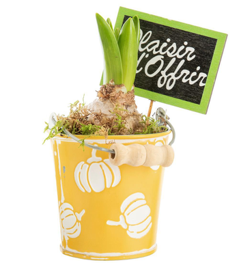 Visuel 1 du produit Jacinthe x 1 pot zinc décor courges - Ø 8 cm