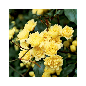 Visuel 1 du produit Rosier liane de Banks jaune Le pot de 3 litres