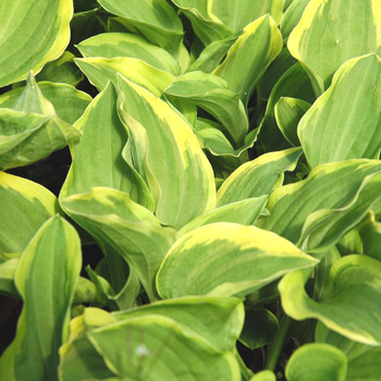 Visuel 1 du produit Hostas Variees - Le pot de 9 litres