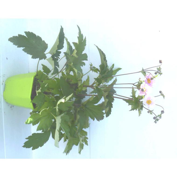 Visuel 1 du produit Anémone du Japon - Le pot de 3 litres