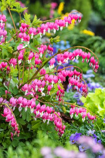 Visuel 1 du produit Cœur-de-Marie  - Le pot de 2 litres