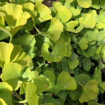 Visuel 1 du produit Ginkgo Biloba Mariken. Le pot déco de 6 litres