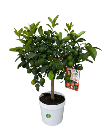 Visuel 1 du produit Lime rouge coloris vert - 5 L