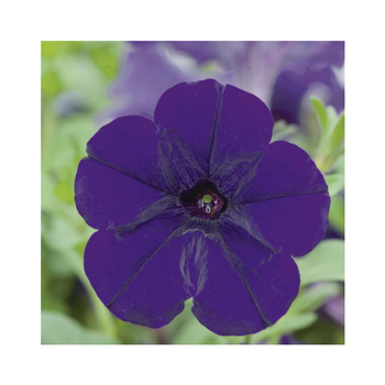 Visuel 1 du produit Pétunia à massifs bleu - Le pack de 6 plants