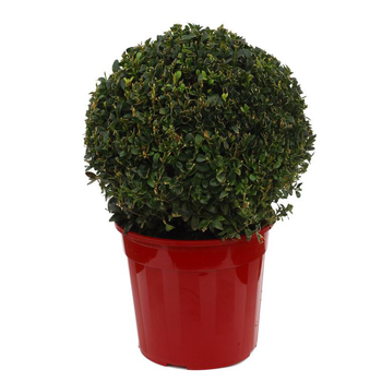 Visuel 1 du produit Buxus Sempervirens ou Buis boule en pot déco de 5 L