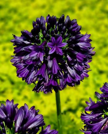 Visuel 1 du produit Agapanthe violette BlackJack. Le pot de 3,5 litres